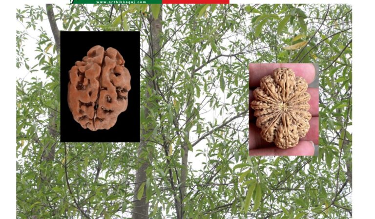 भोजपुरमा बन्दुक र बम सहित करोडौको रुद्राक्ष लुटपाट प्रयास , लुटपाट गर्न खोज्ने गिरोह फरार